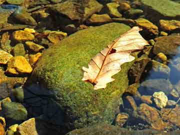 蘋(píng)果與華為，手機(jī)AI大戰(zhàn)正式打響